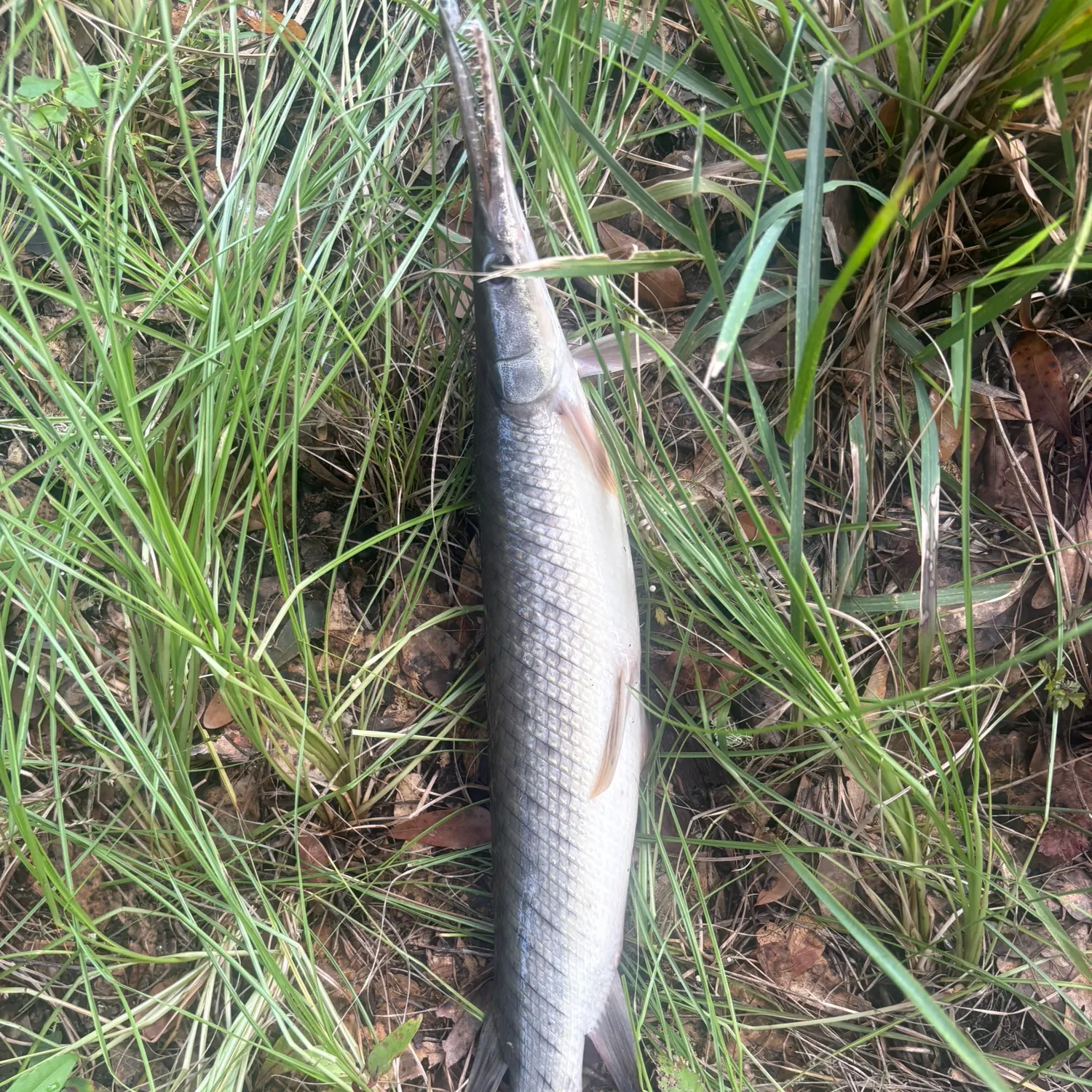 Spotted gar caught on Fishbrain