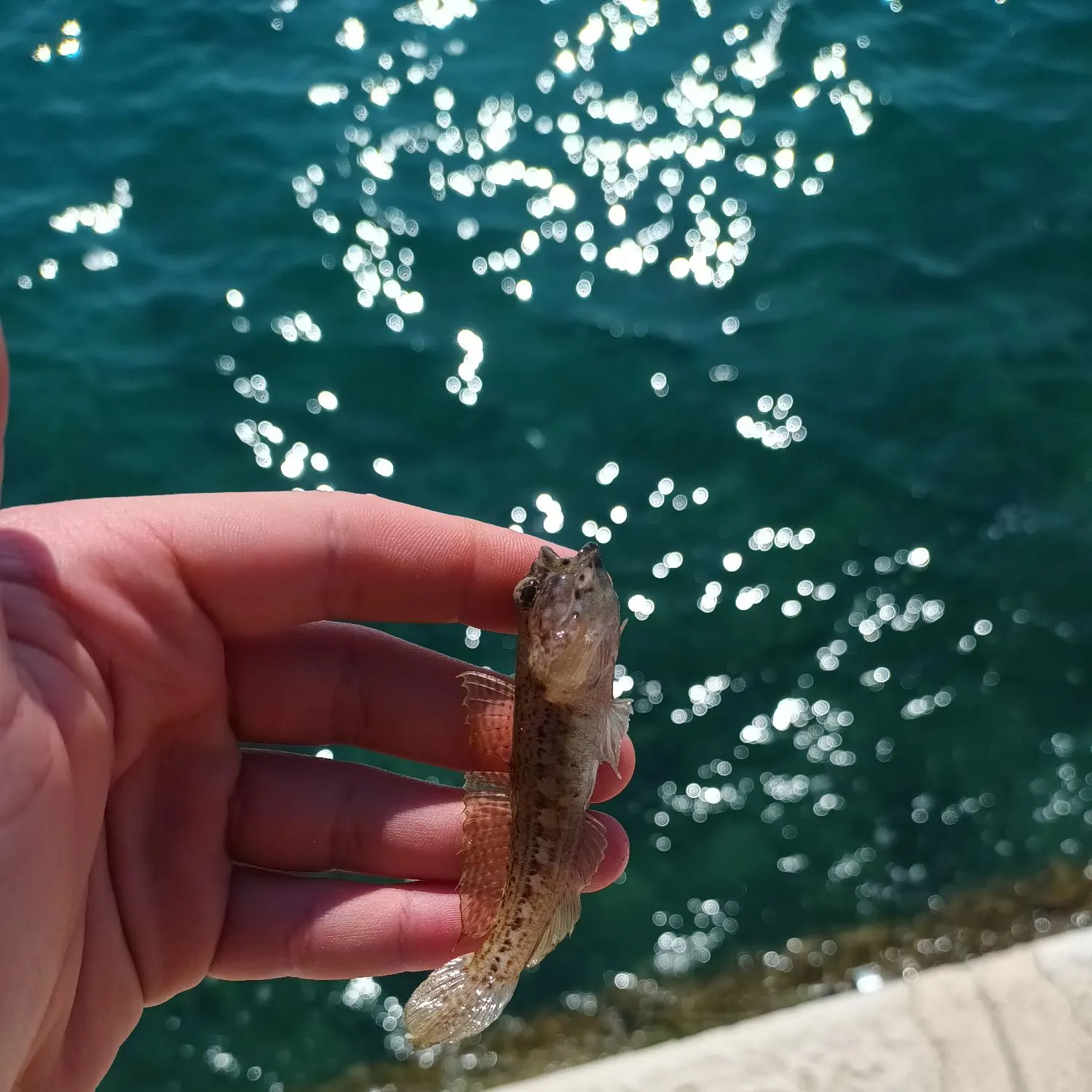 The most recent Grass goby catches on Fishbrain