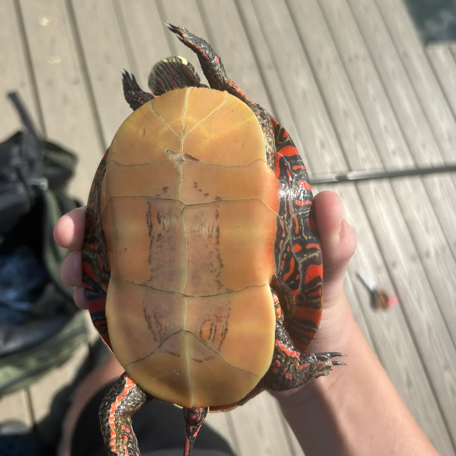 Painted turtle caught on Fishbrain