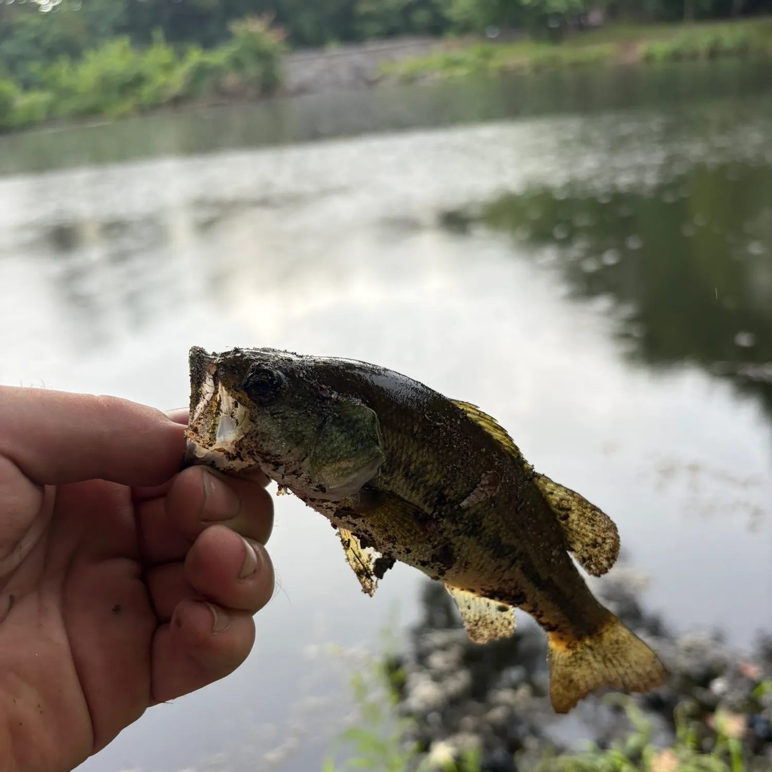 Largemouth bass caught on Fishbrain