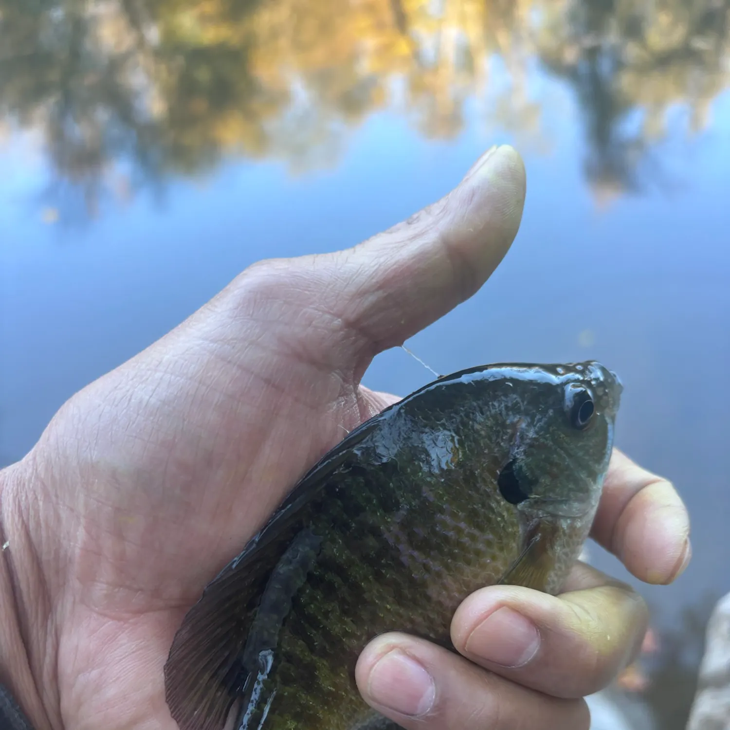 Bluegill caught on Fishbrain