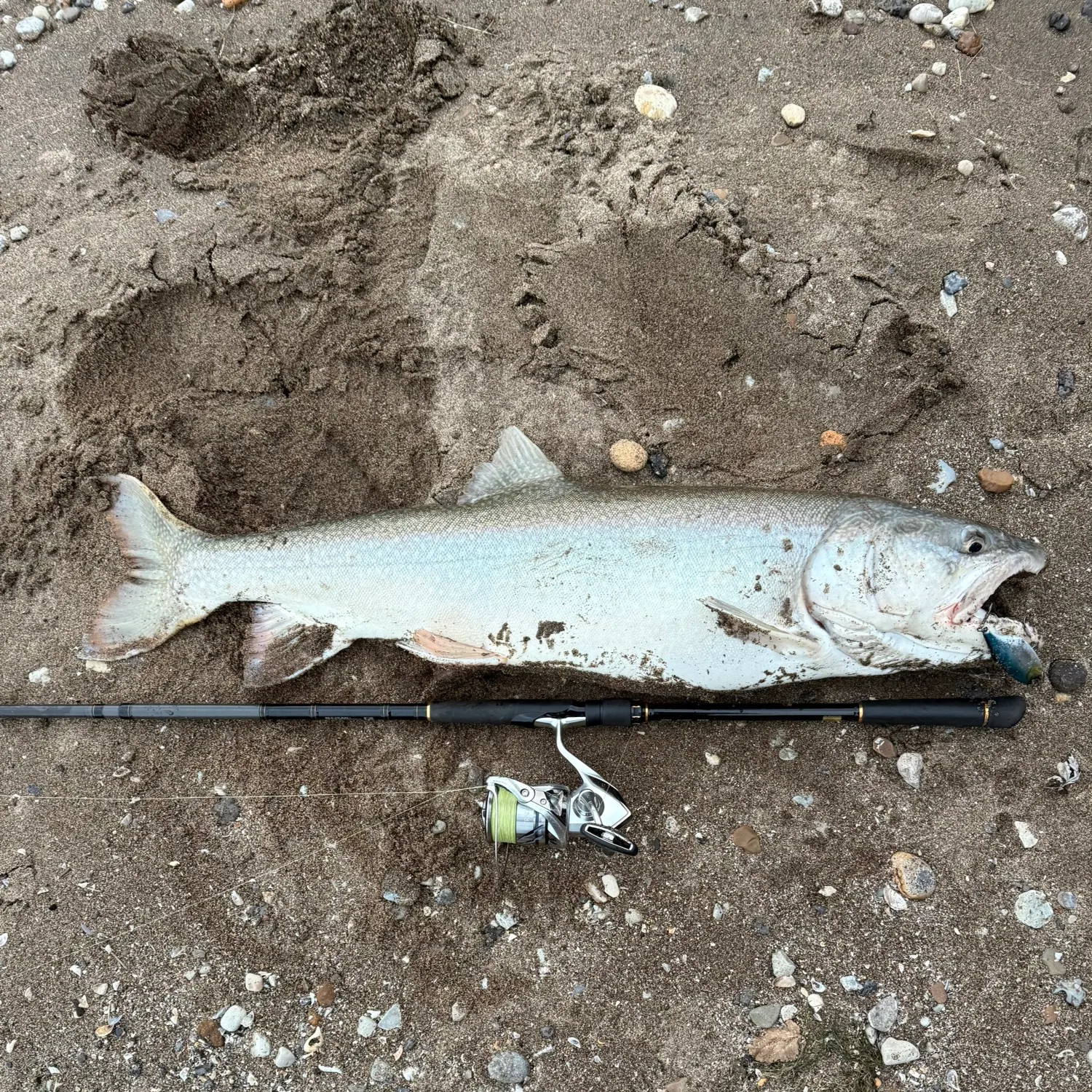 The most recent Lake char catches on Fishbrain