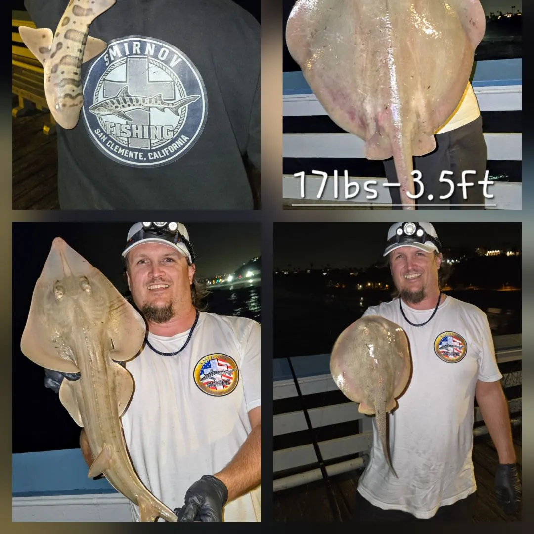 The most recent Diamond stingray catches on Fishbrain