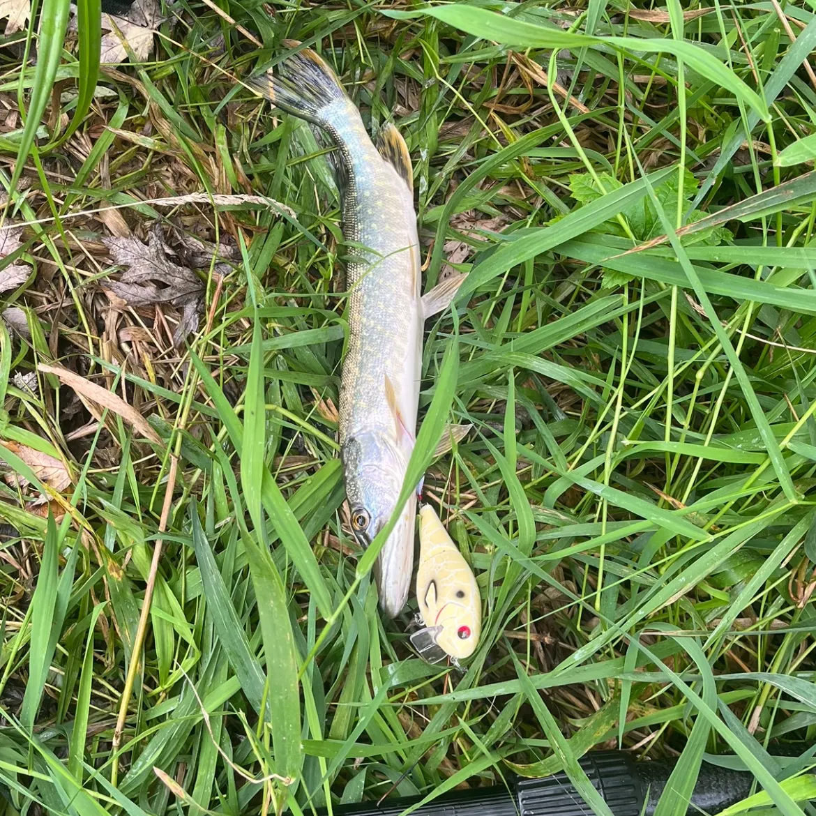 Northern pike caught on Fishbrain