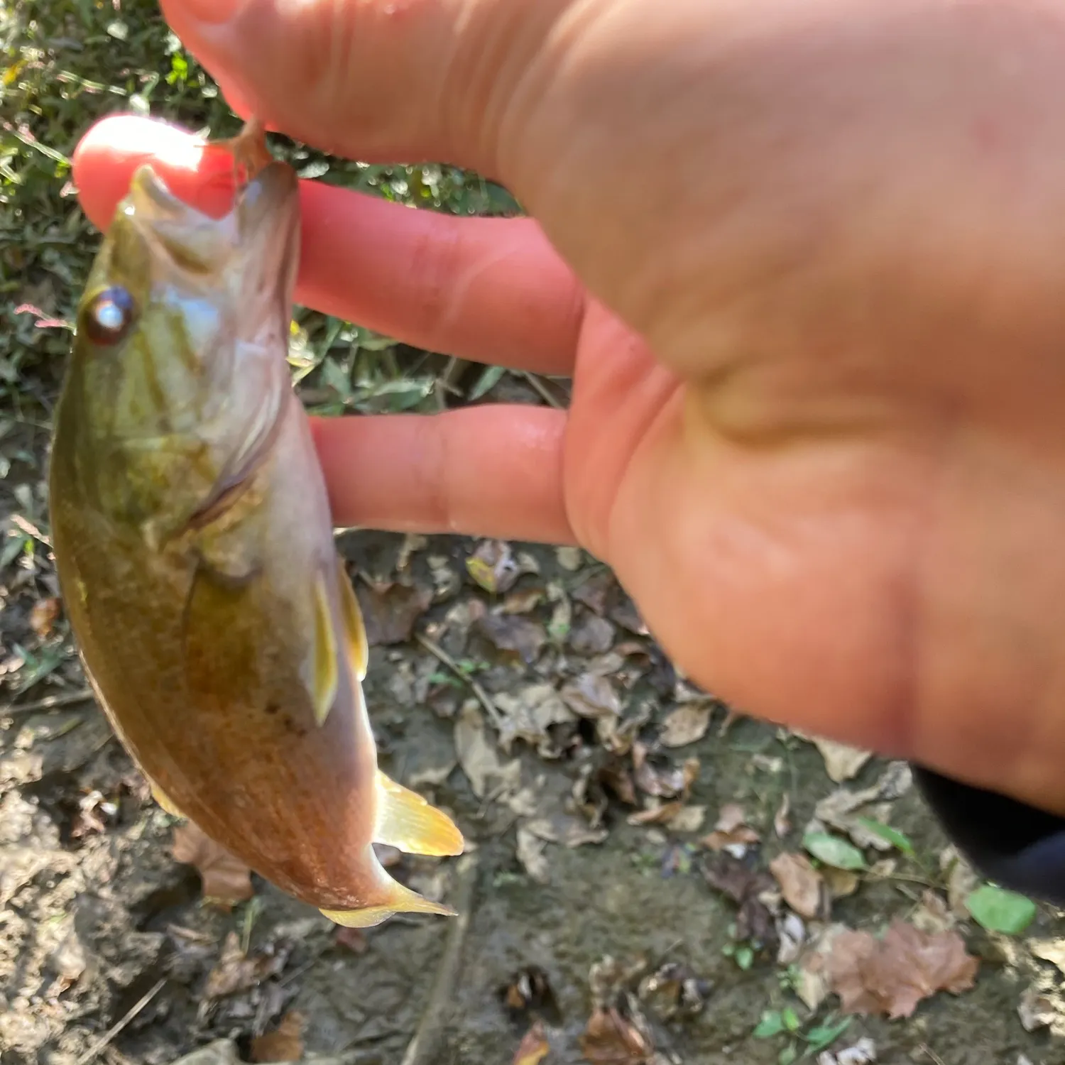 Smallmouth bass caught on Fishbrain