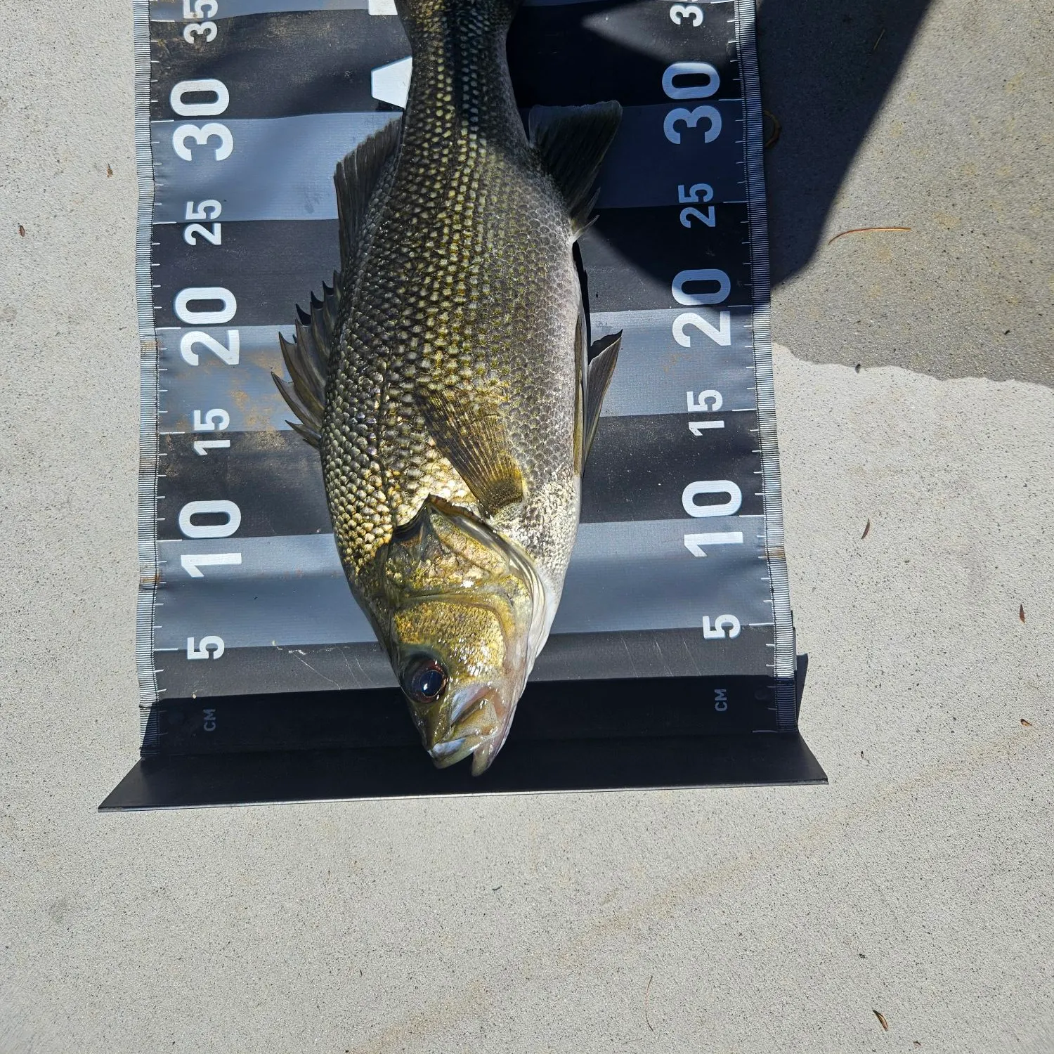 Australian bass caught on Fishbrain