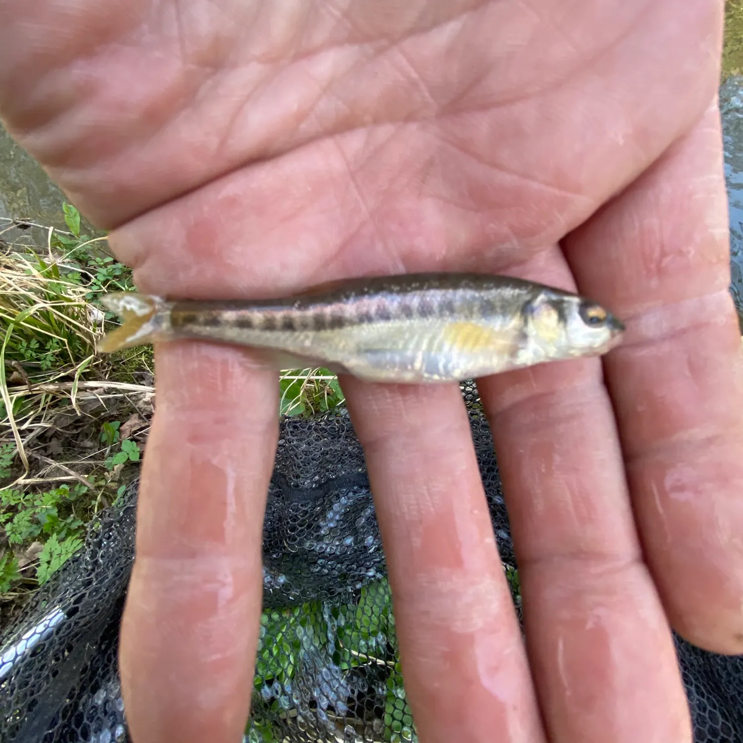 most liked catch image