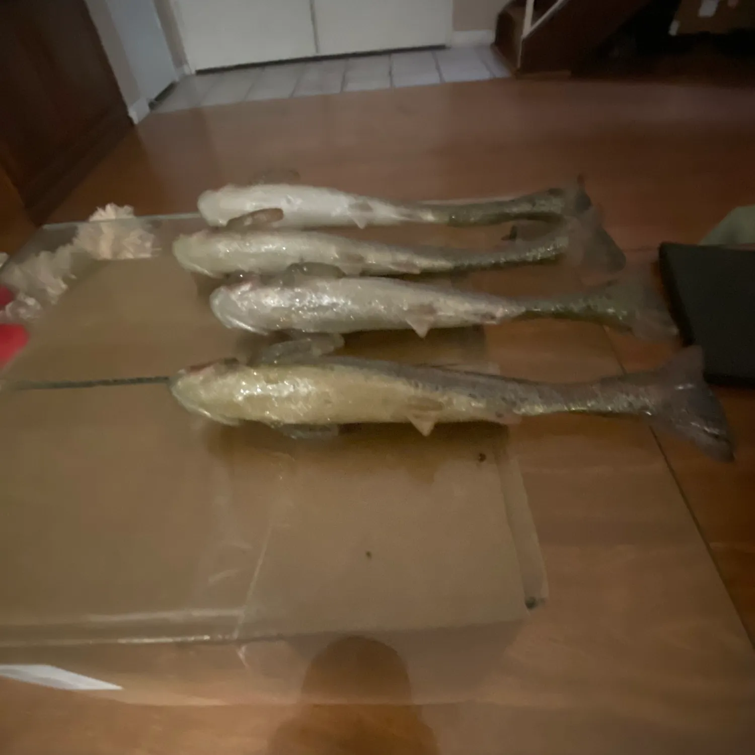 The most recent Bull trout catches on Fishbrain