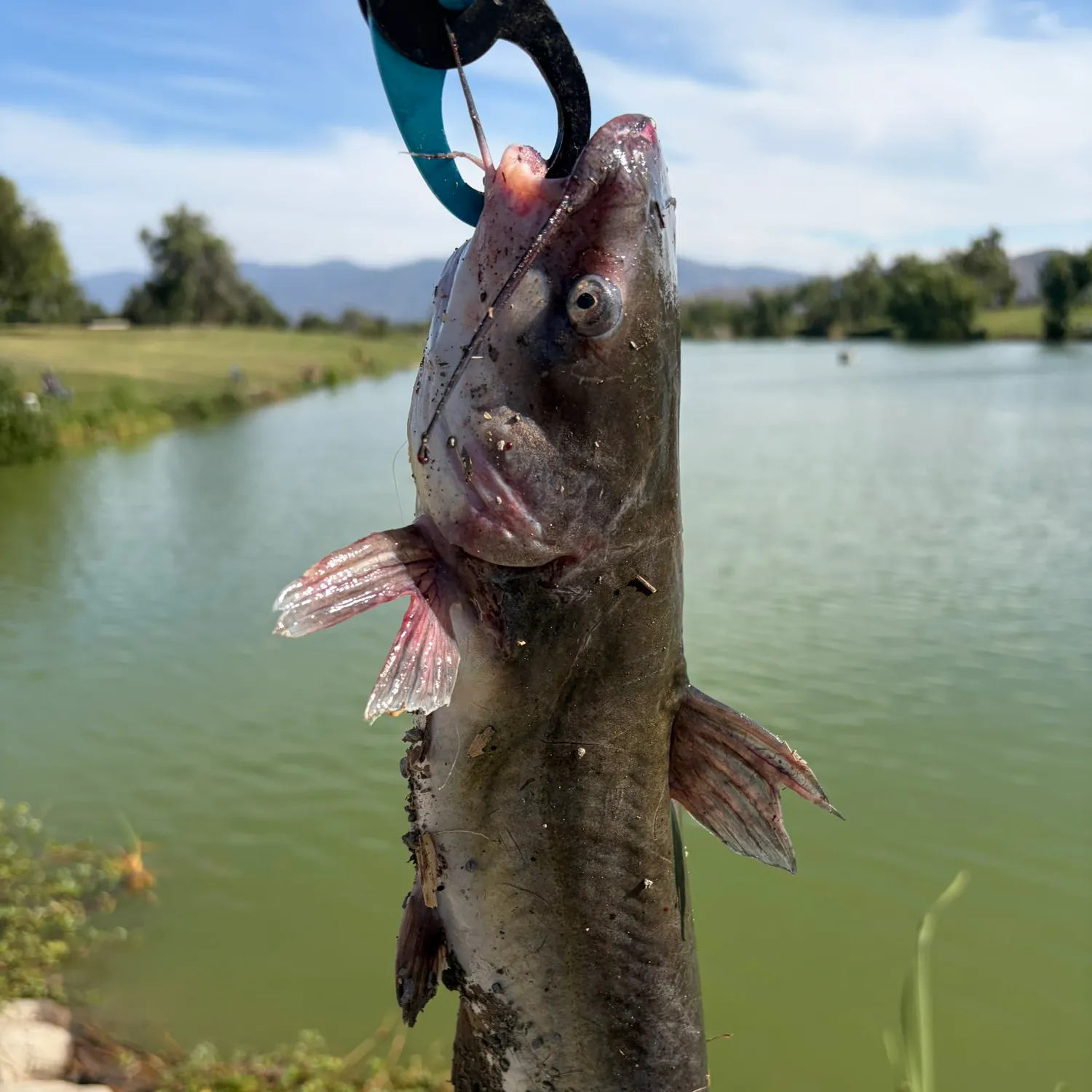 catch