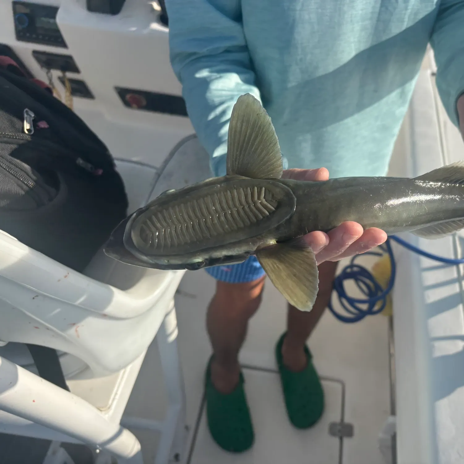 The most recent Common remora catches on Fishbrain