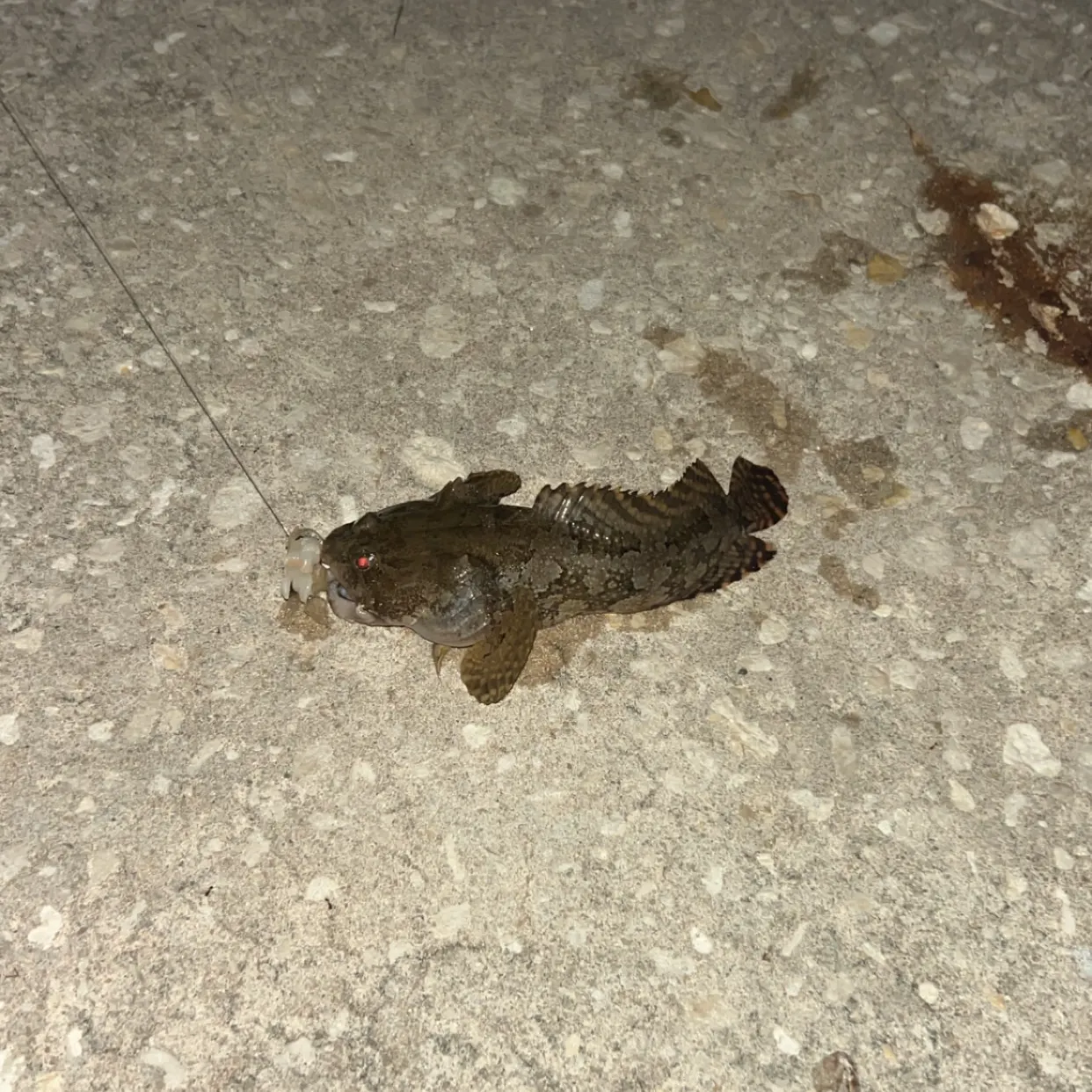 Gulf toadfish caught on Fishbrain