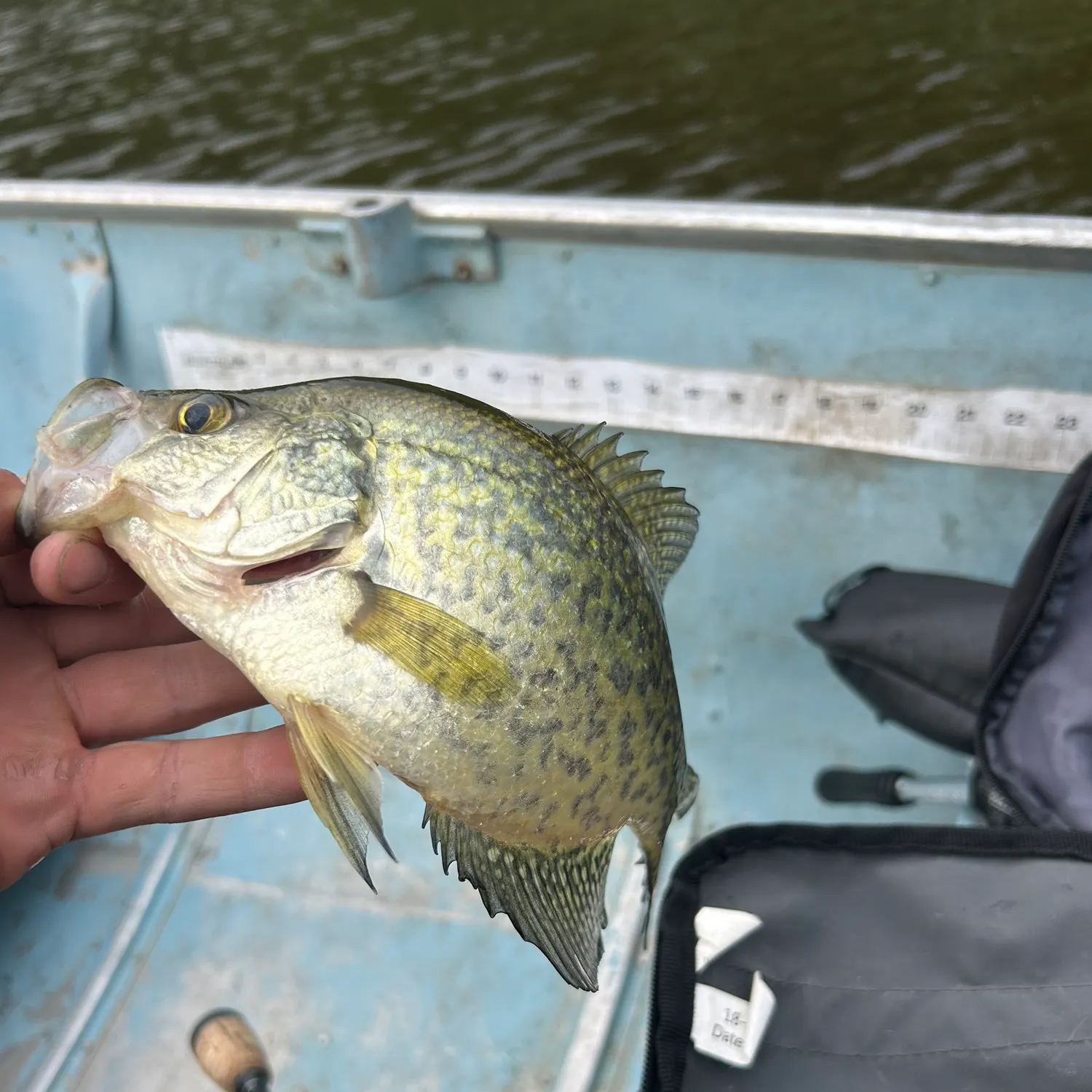 Black crappie caught on Fishbrain