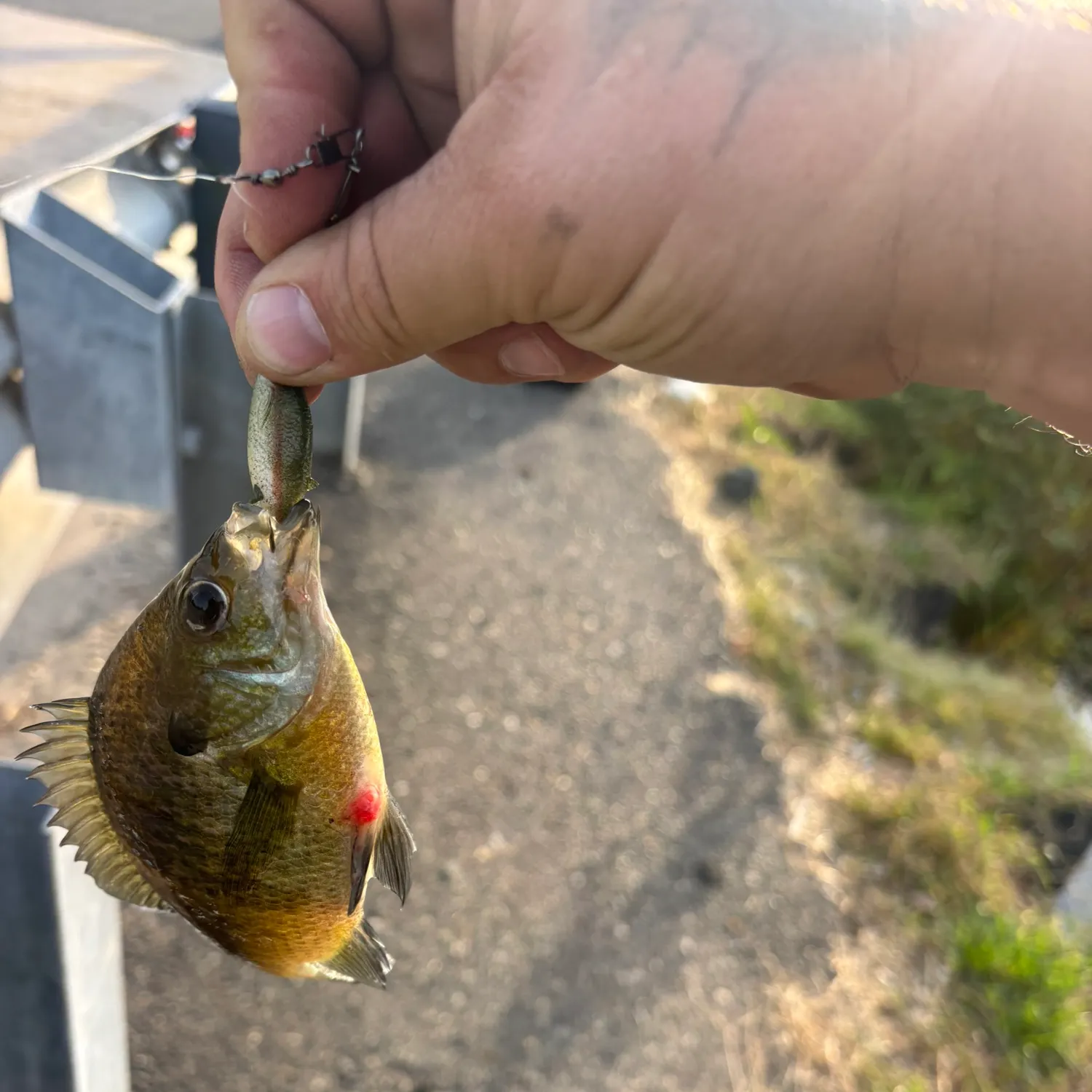 Bluegill caught on Fishbrain