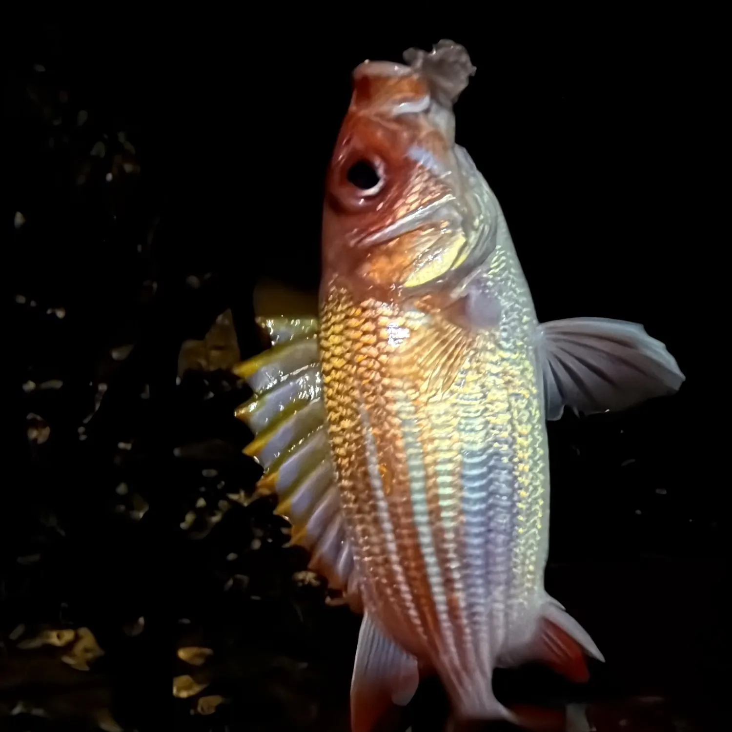The most recent Smallmouth squirrelfish catches on Fishbrain