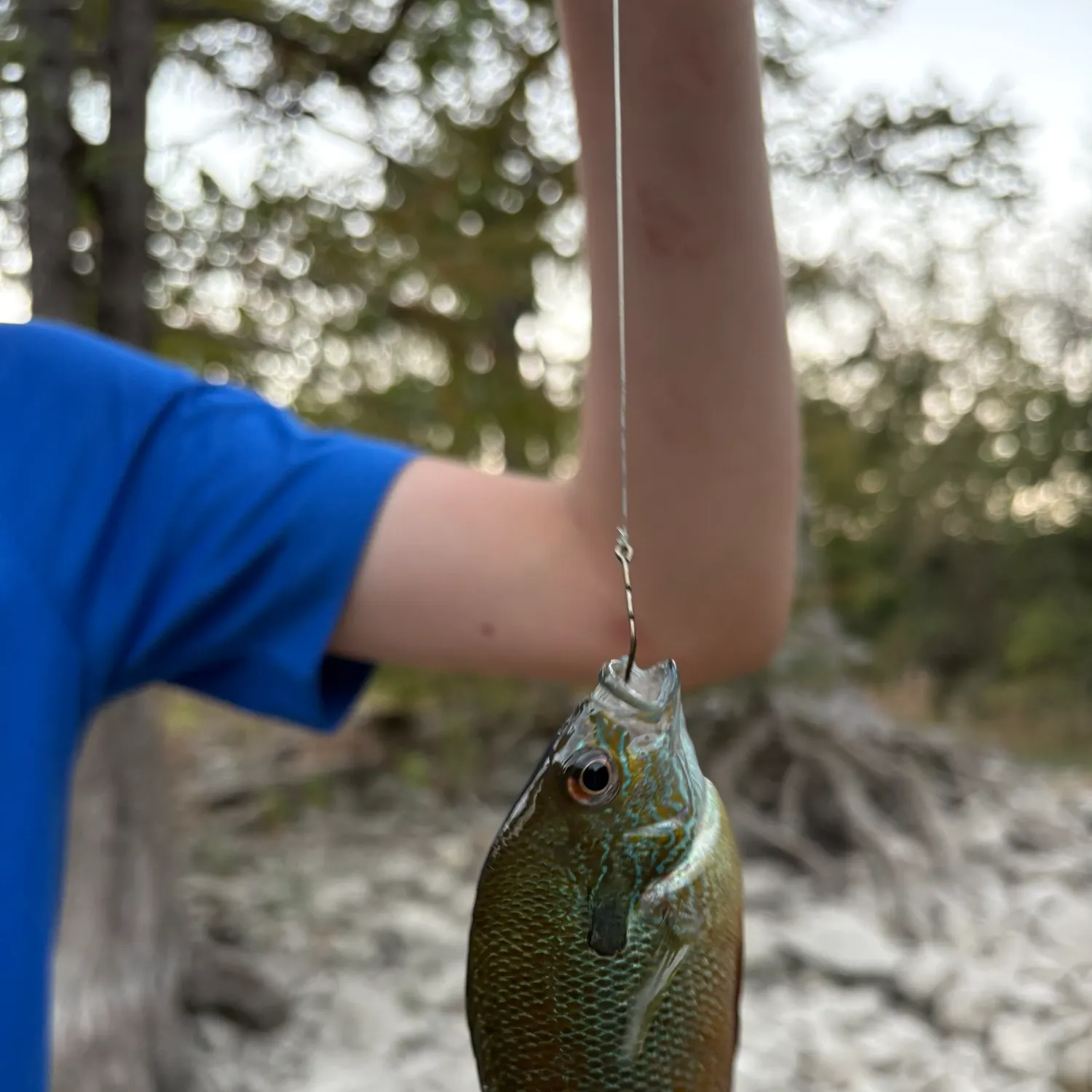 The most recent Wargill hybrid catches on Fishbrain