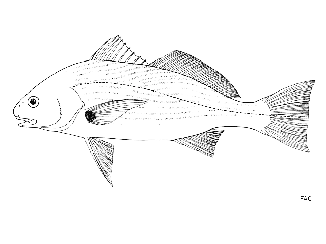 Spotfin croaker