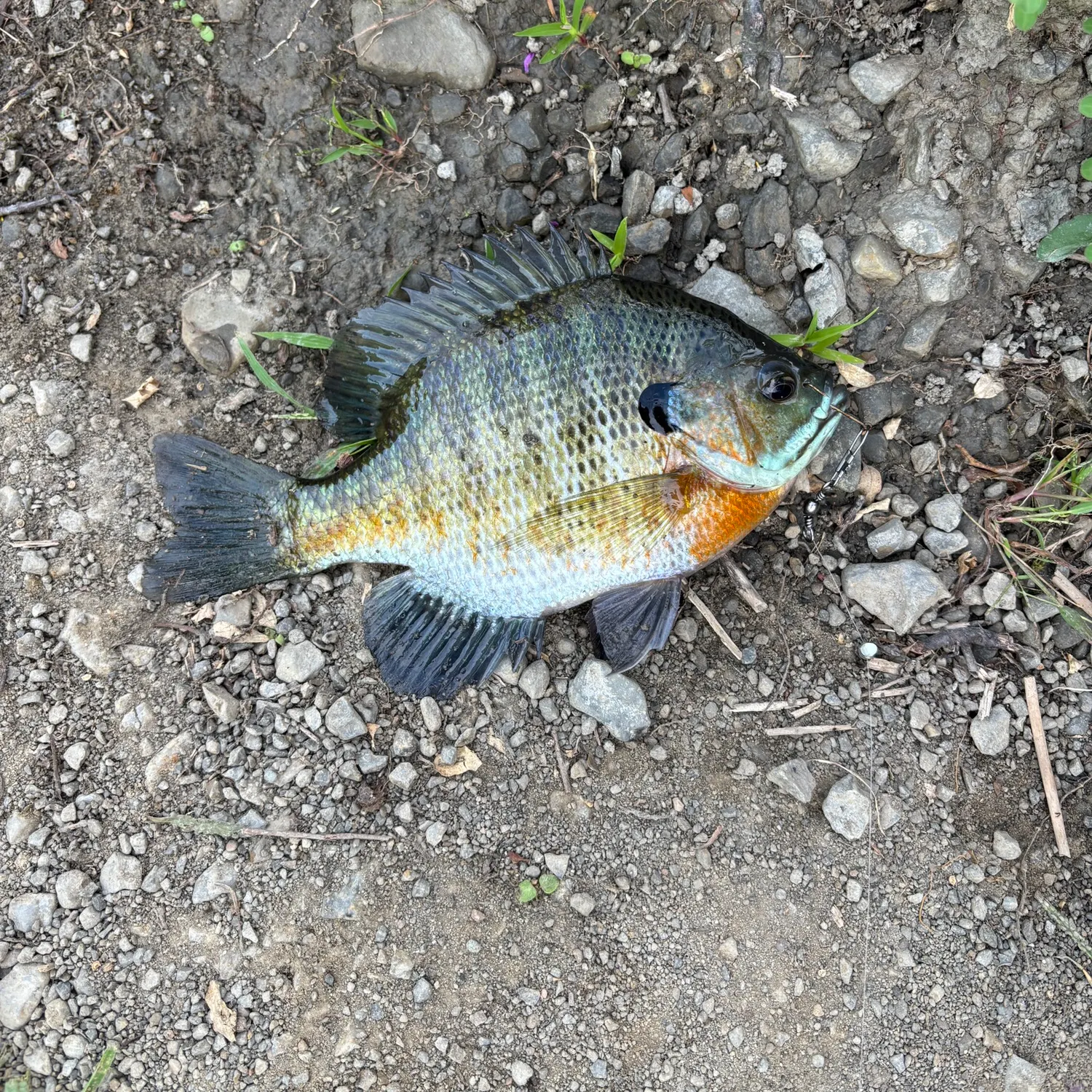 Bluegill caught on Fishbrain