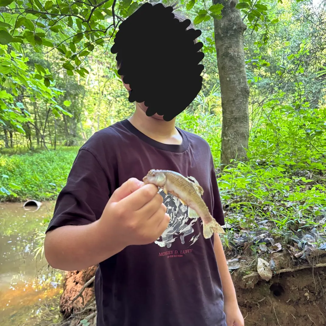 The most recent Bluehead chub catches on Fishbrain