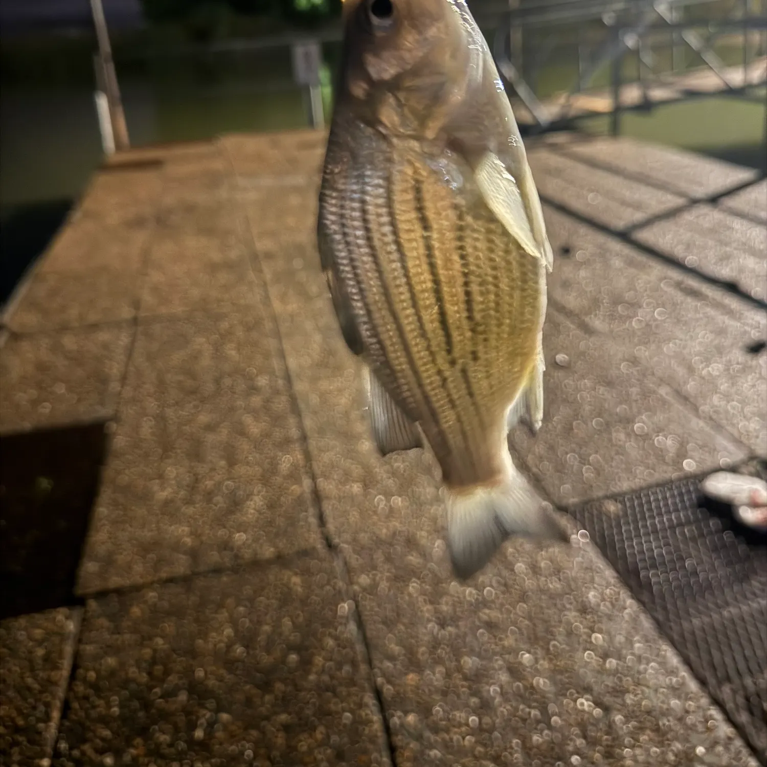 White bass caught on Fishbrain