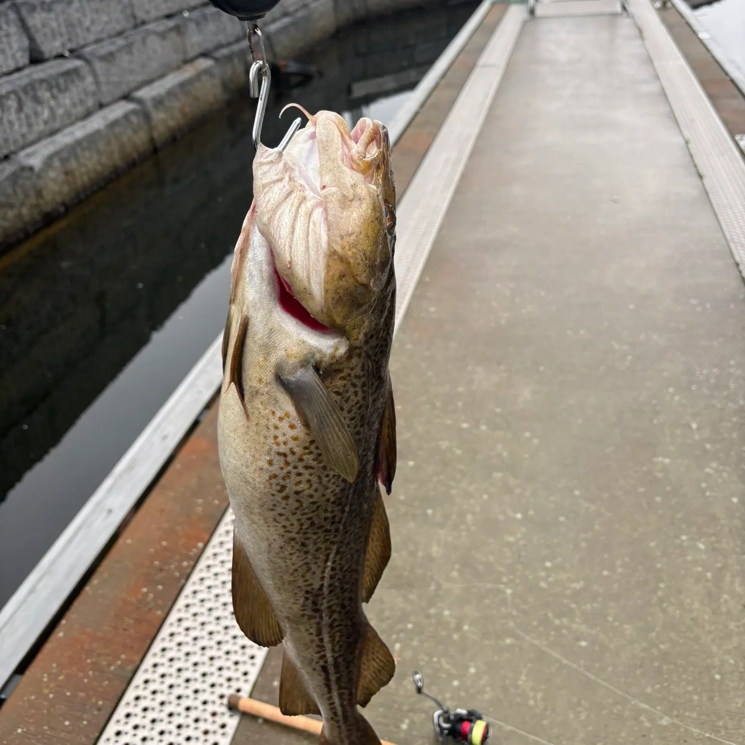 Atlantic cod caught on Fishbrain