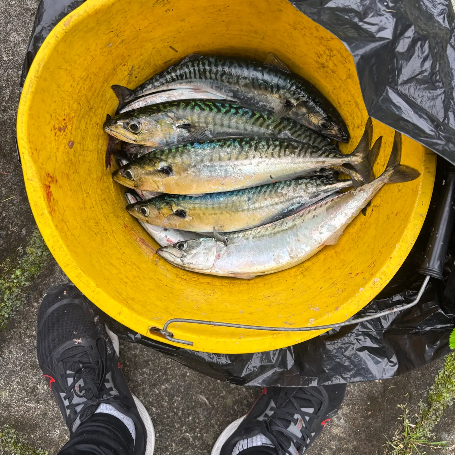 Atlantic mackerel caught on Fishbrain
