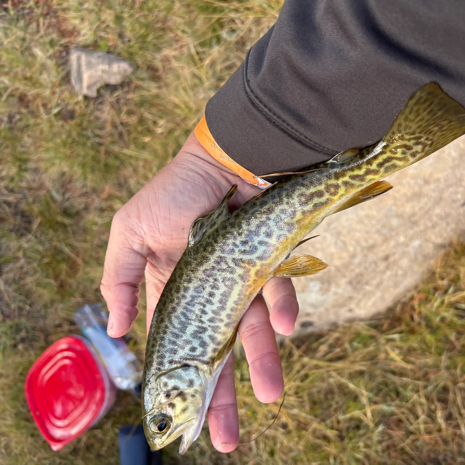 Tiger trout caught on Fishbrain