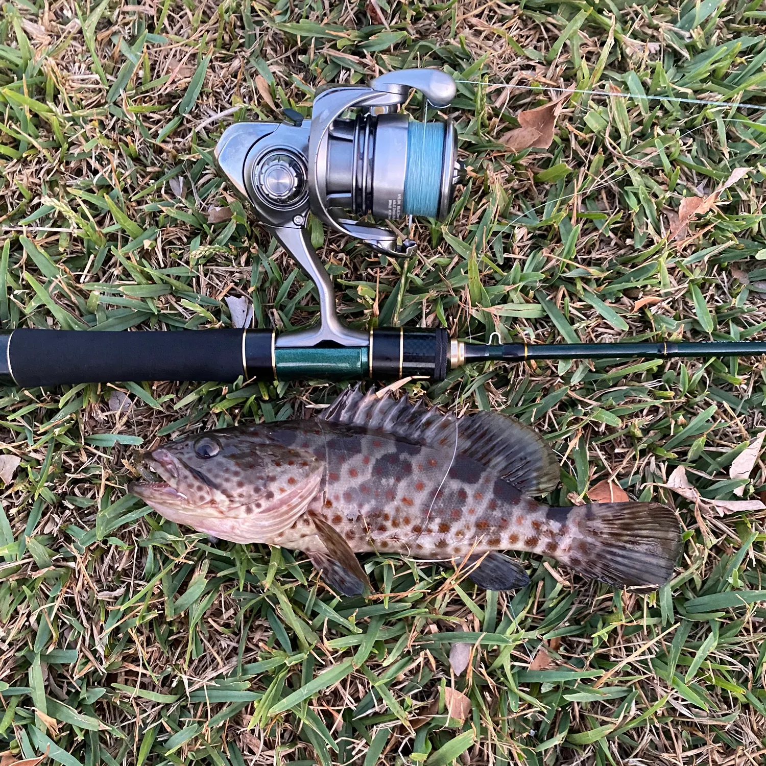 The most recent Greasy grouper catches on Fishbrain