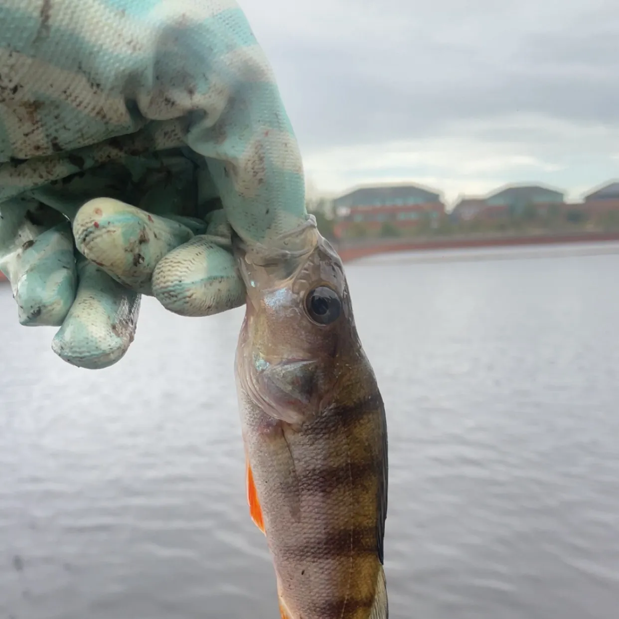 European perch caught on Fishbrain
