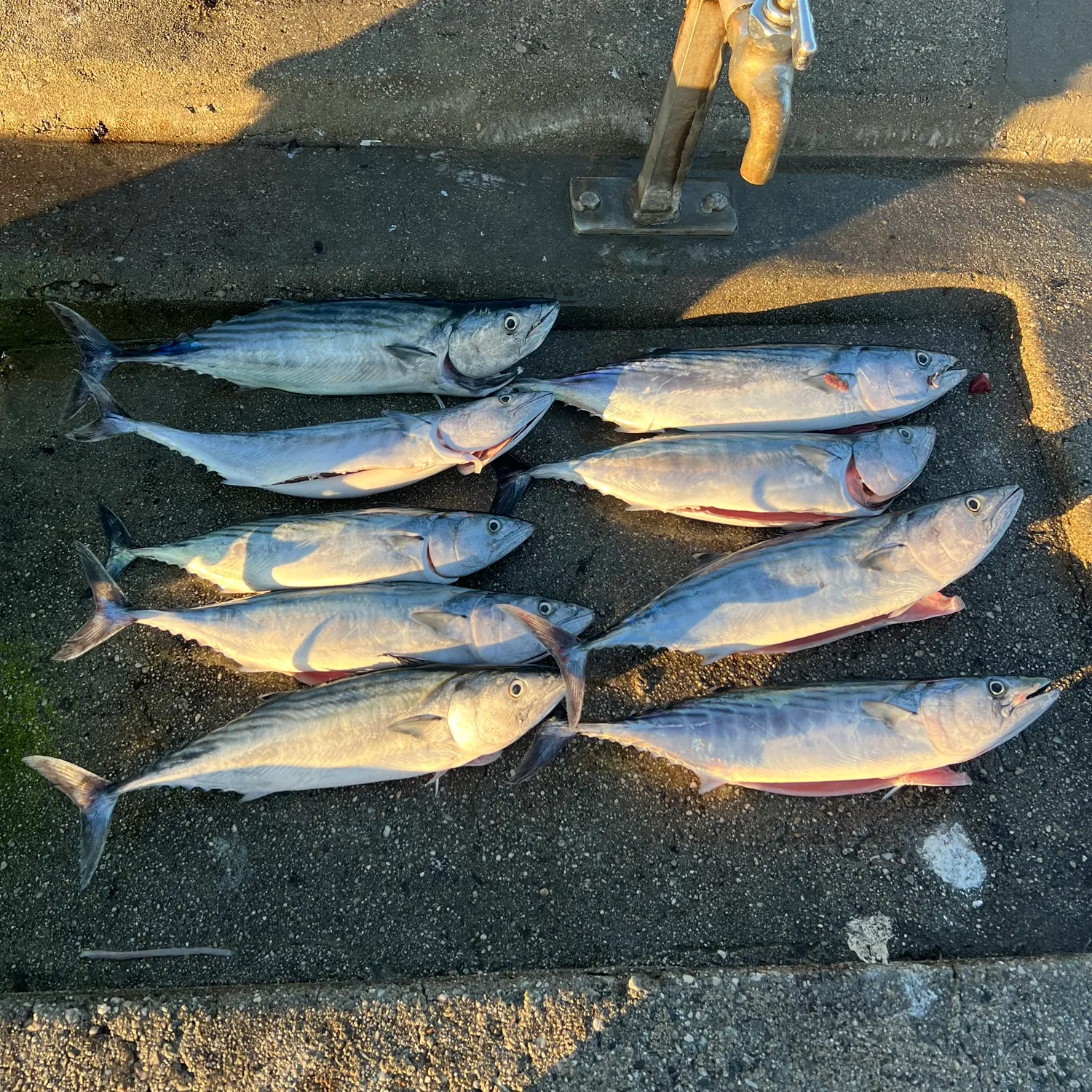 Eastern Pacific bonito caught on Fishbrain