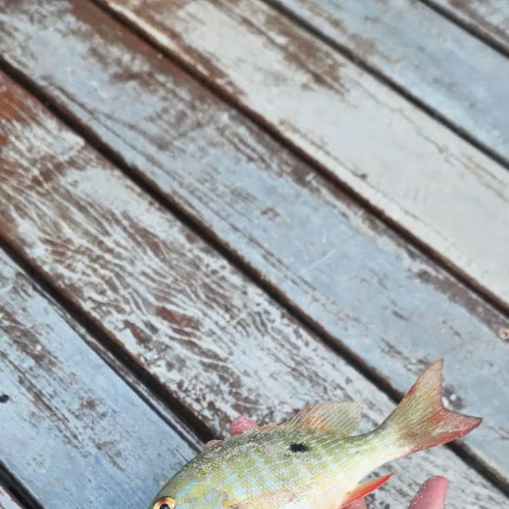 The most recent Mutton snapper catches on Fishbrain