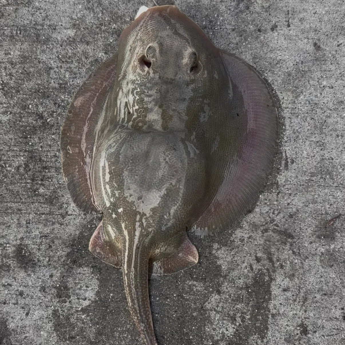 Haller's round ray caught on Fishbrain