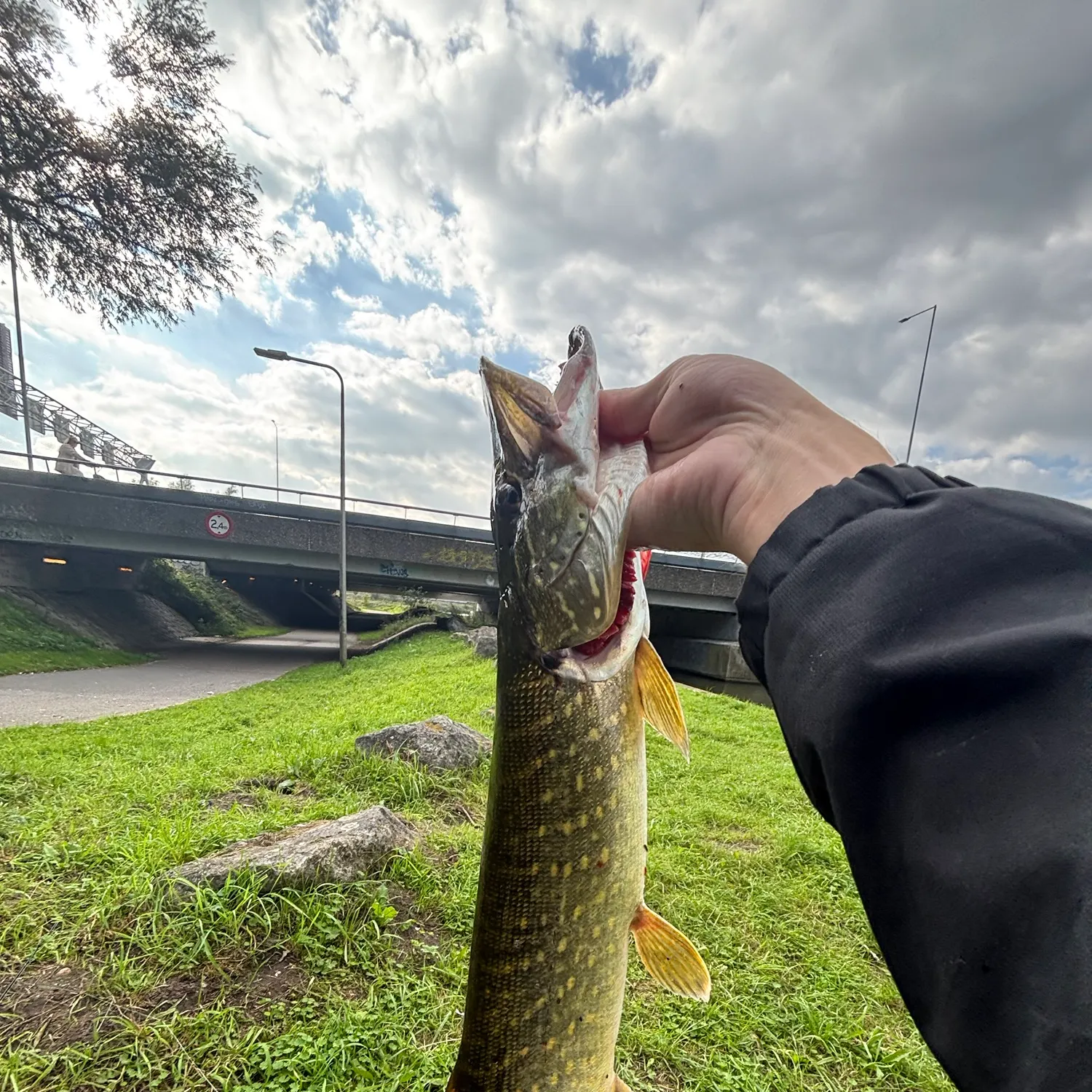 Northern pike caught on Fishbrain