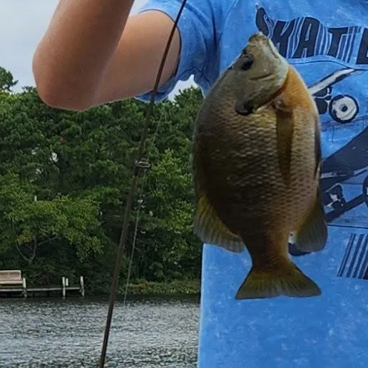 Bluegill caught on Fishbrain