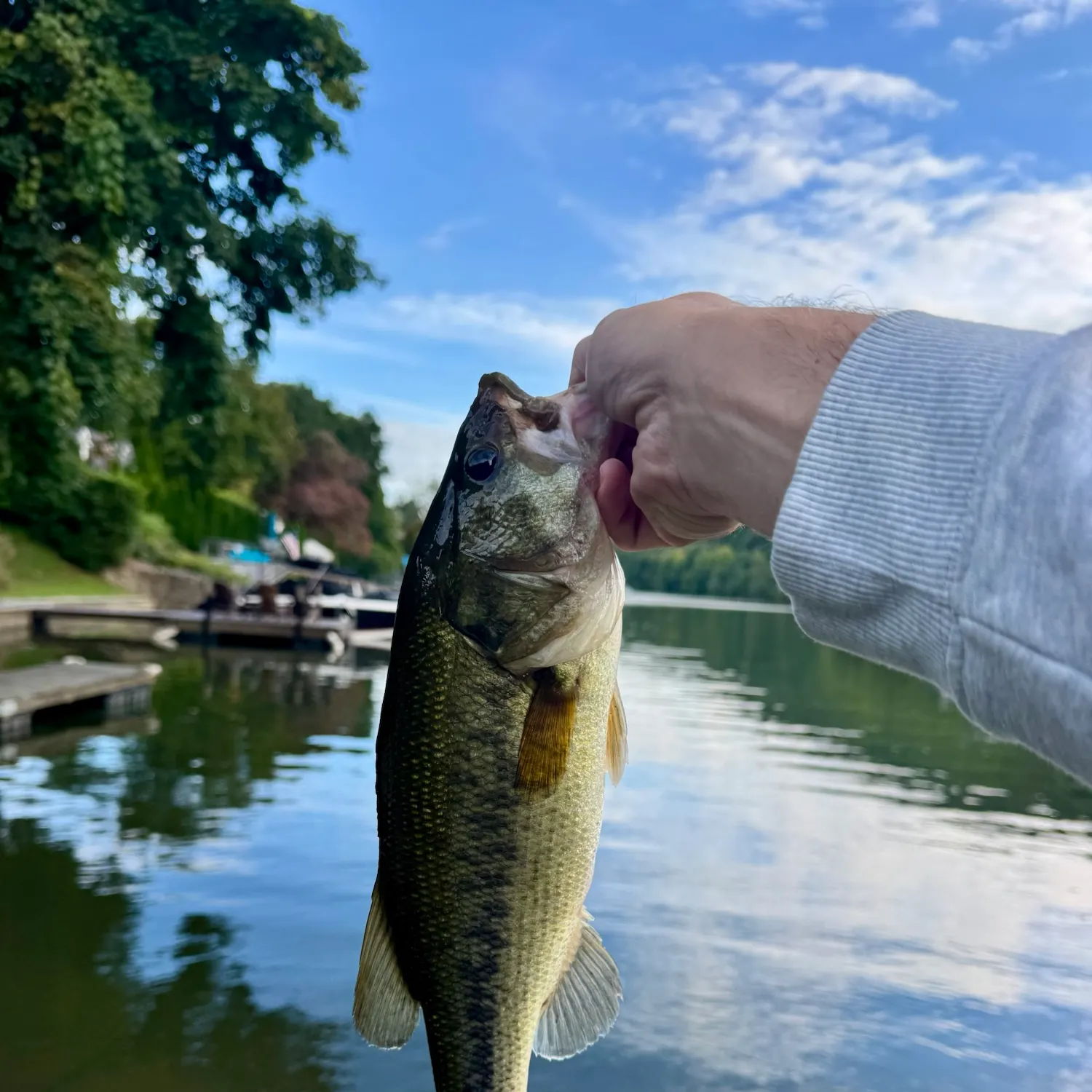 Largemouth bass caught on Fishbrain