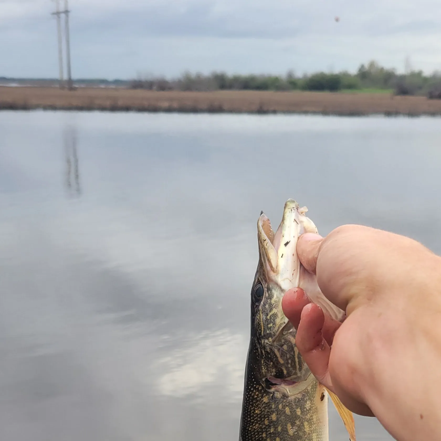 Northern pike caught on Fishbrain