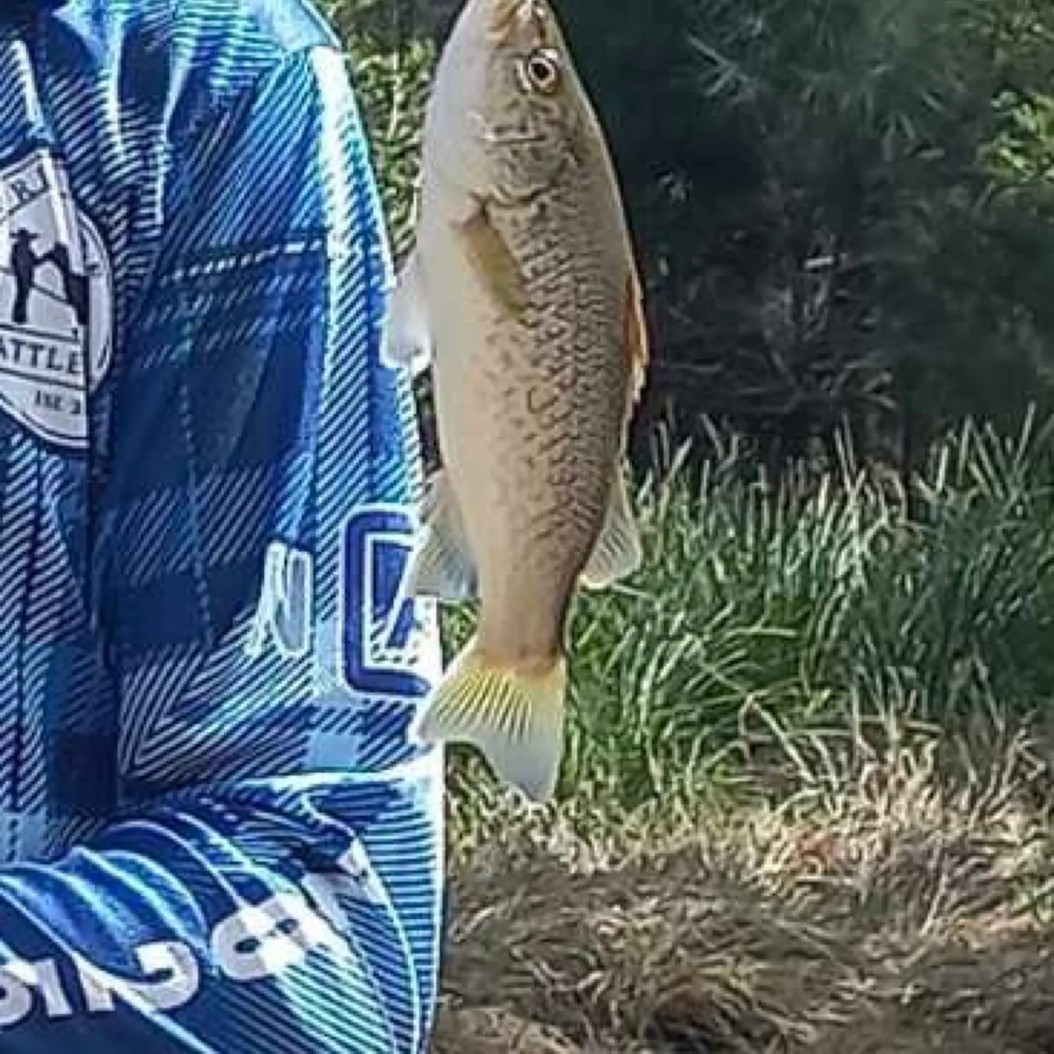 most liked catch image