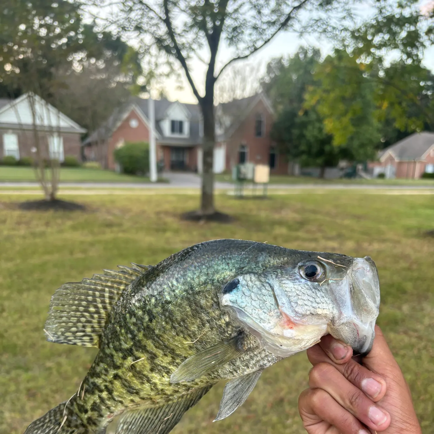 White crappie caught on Fishbrain
