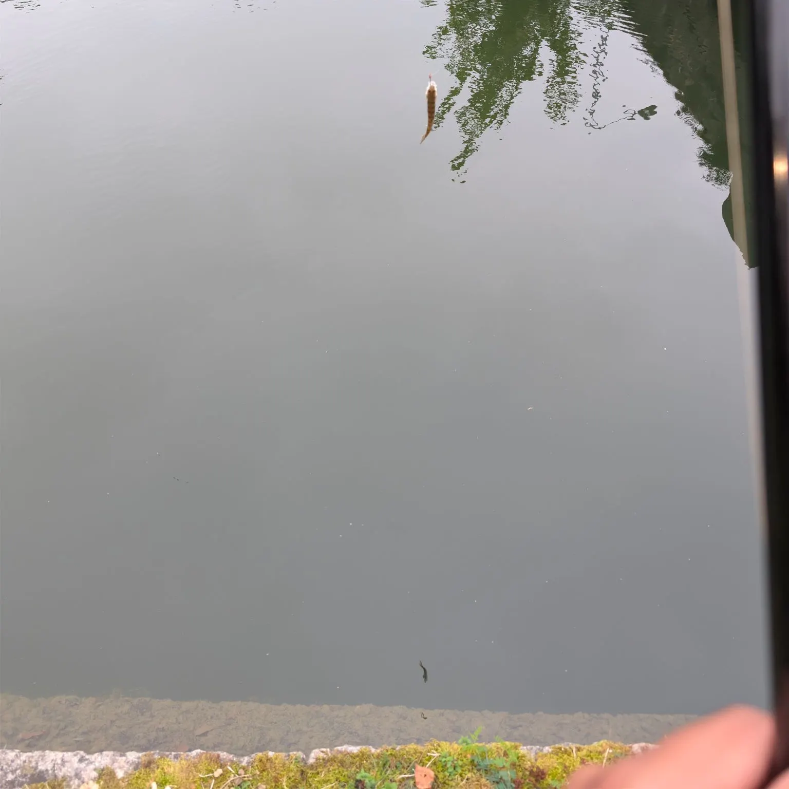 European perch caught on Fishbrain