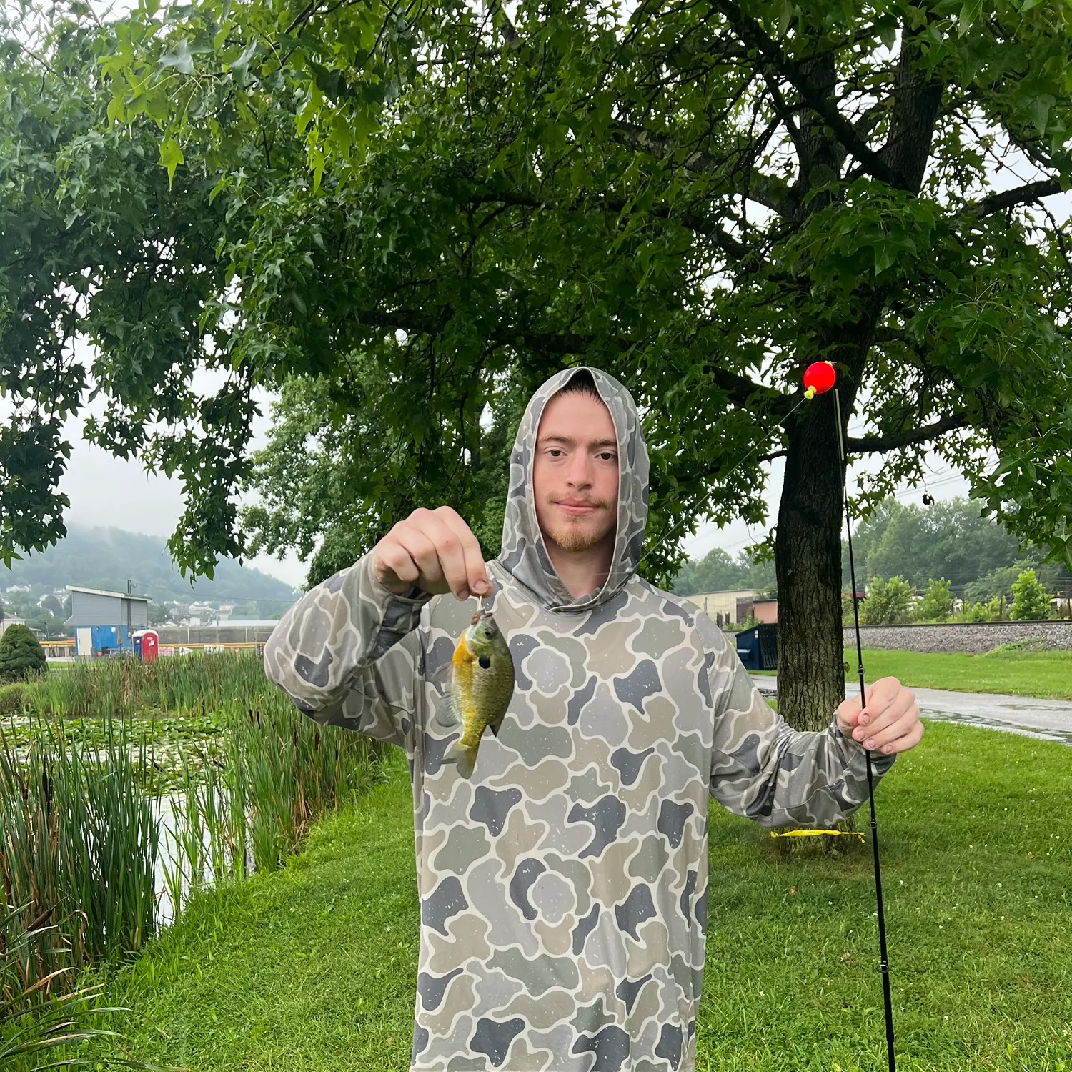 Bluegill caught on Fishbrain