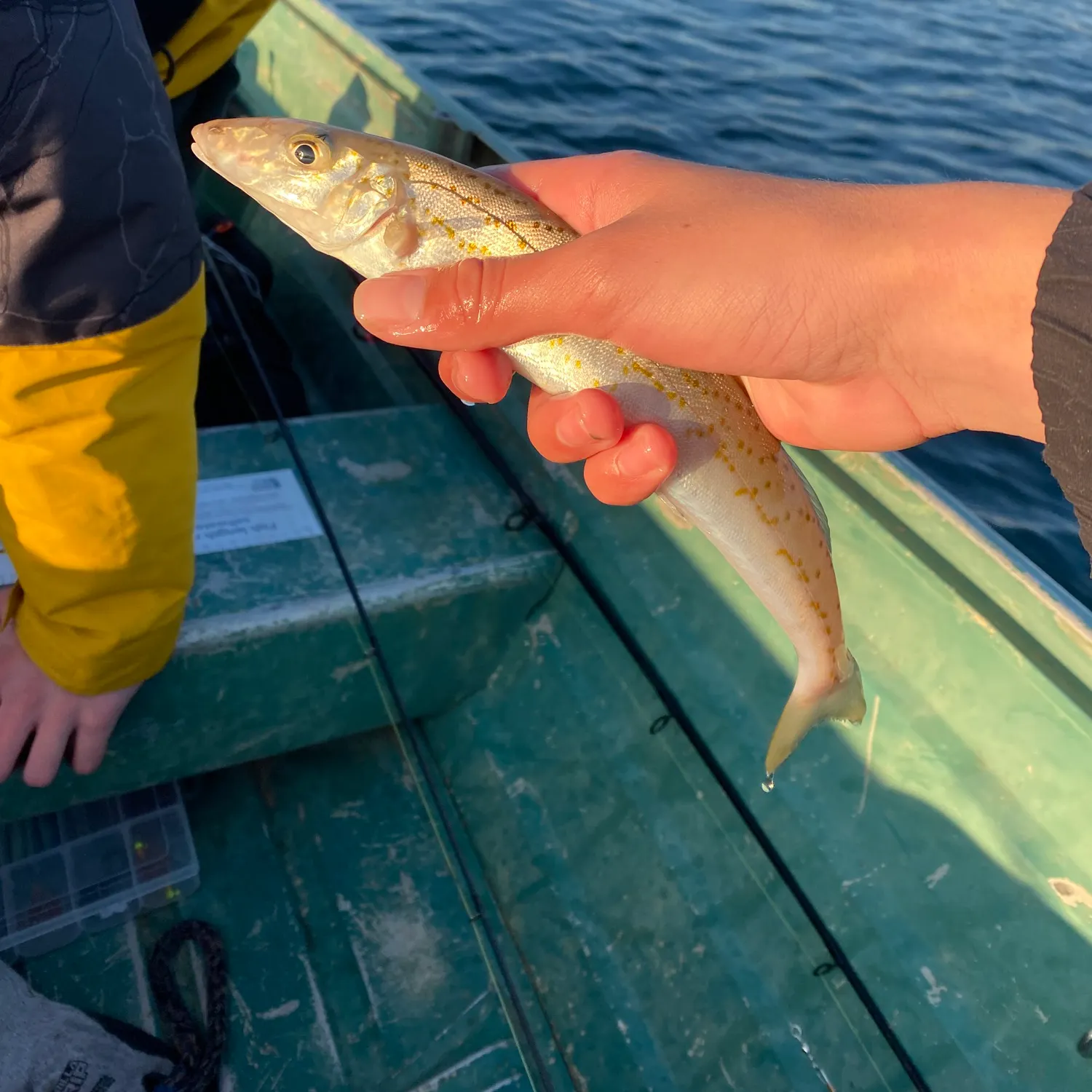 The most recent King George whiting catches on Fishbrain