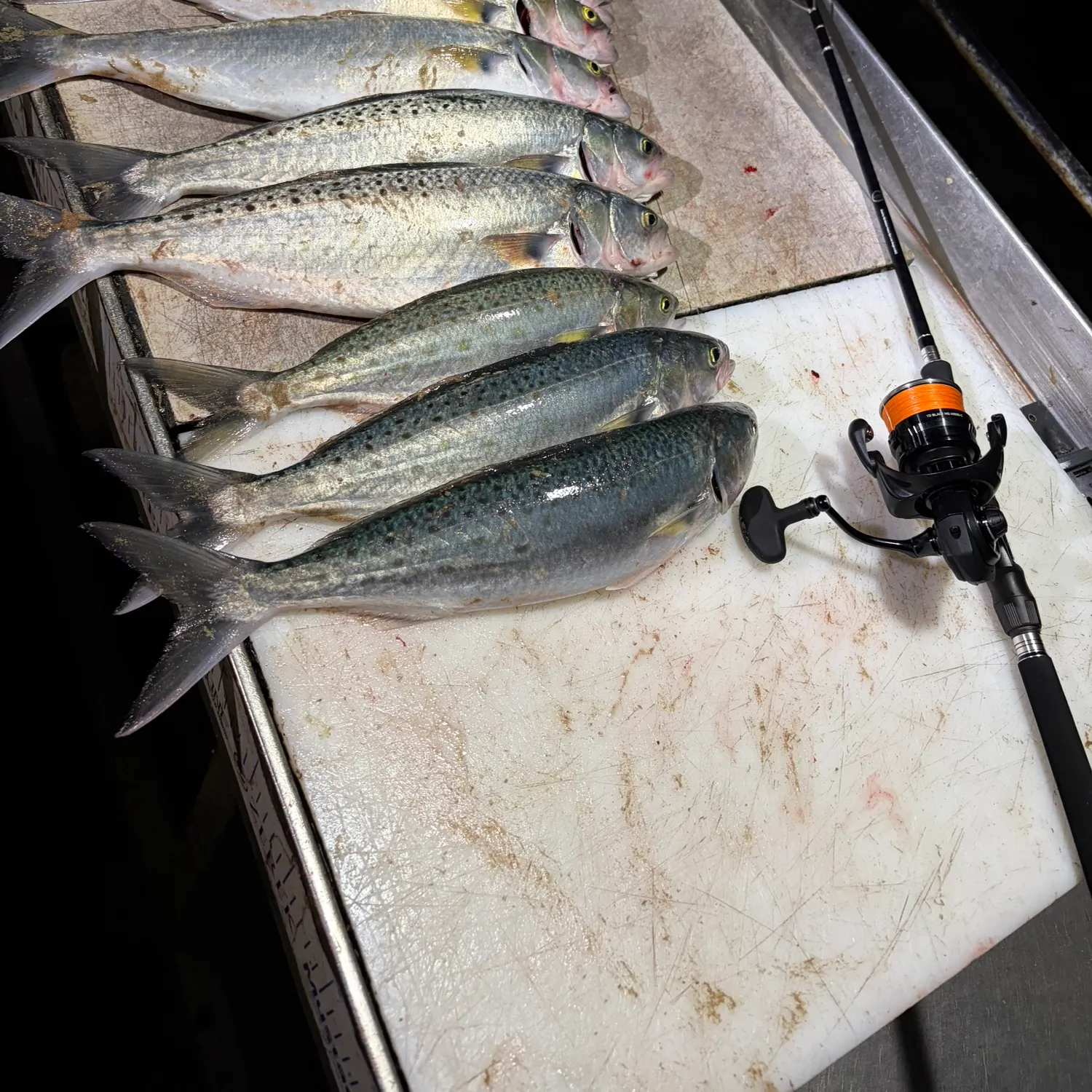 The most recent Eastern Australian salmon catches on Fishbrain