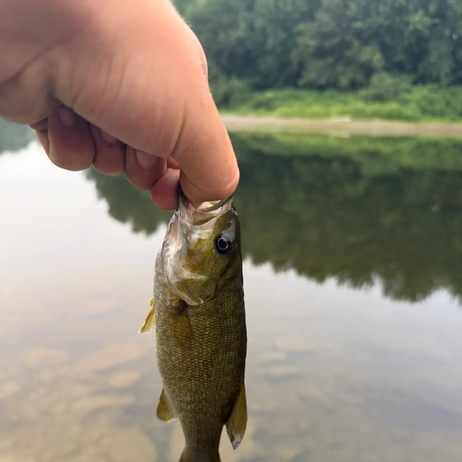 Smallmouth bass caught on Fishbrain