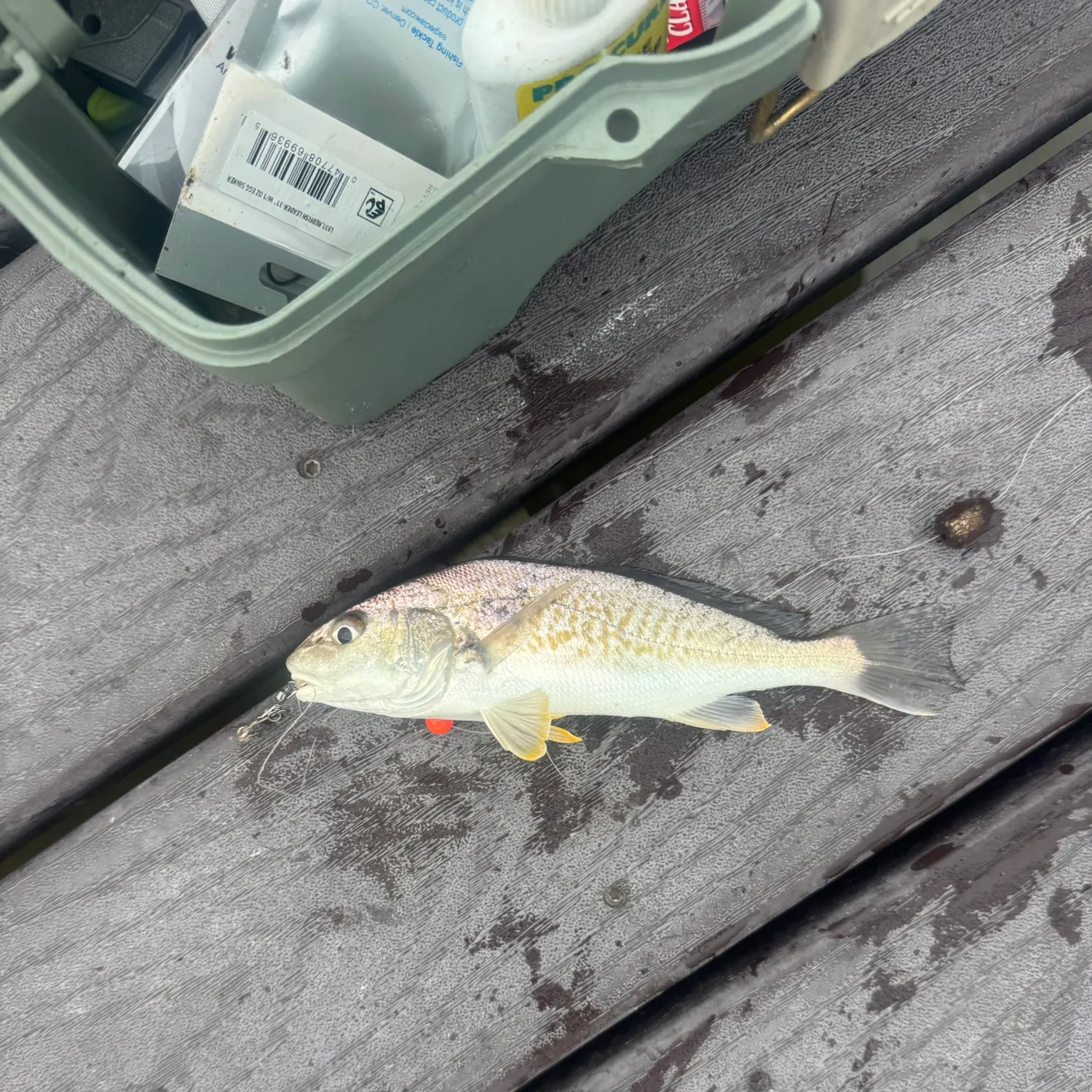 Atlantic croaker caught on Fishbrain