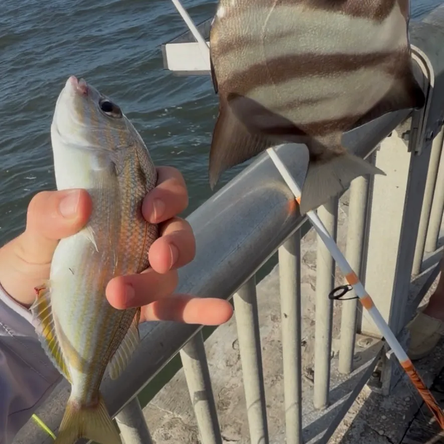 Atlantic spadefish caught on Fishbrain