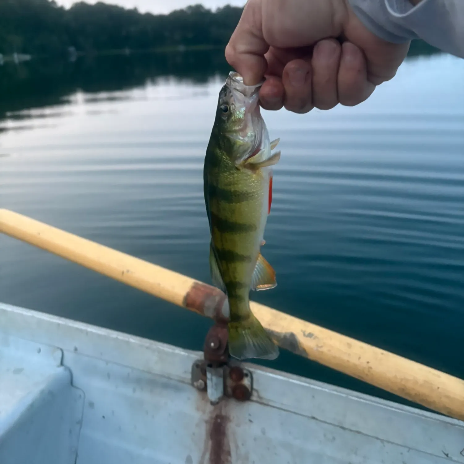 Yellow perch caught on Fishbrain