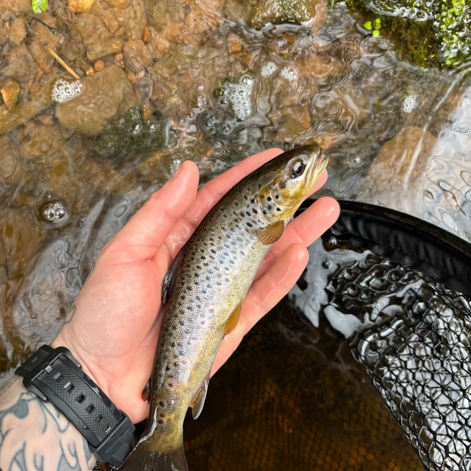 recently logged catches