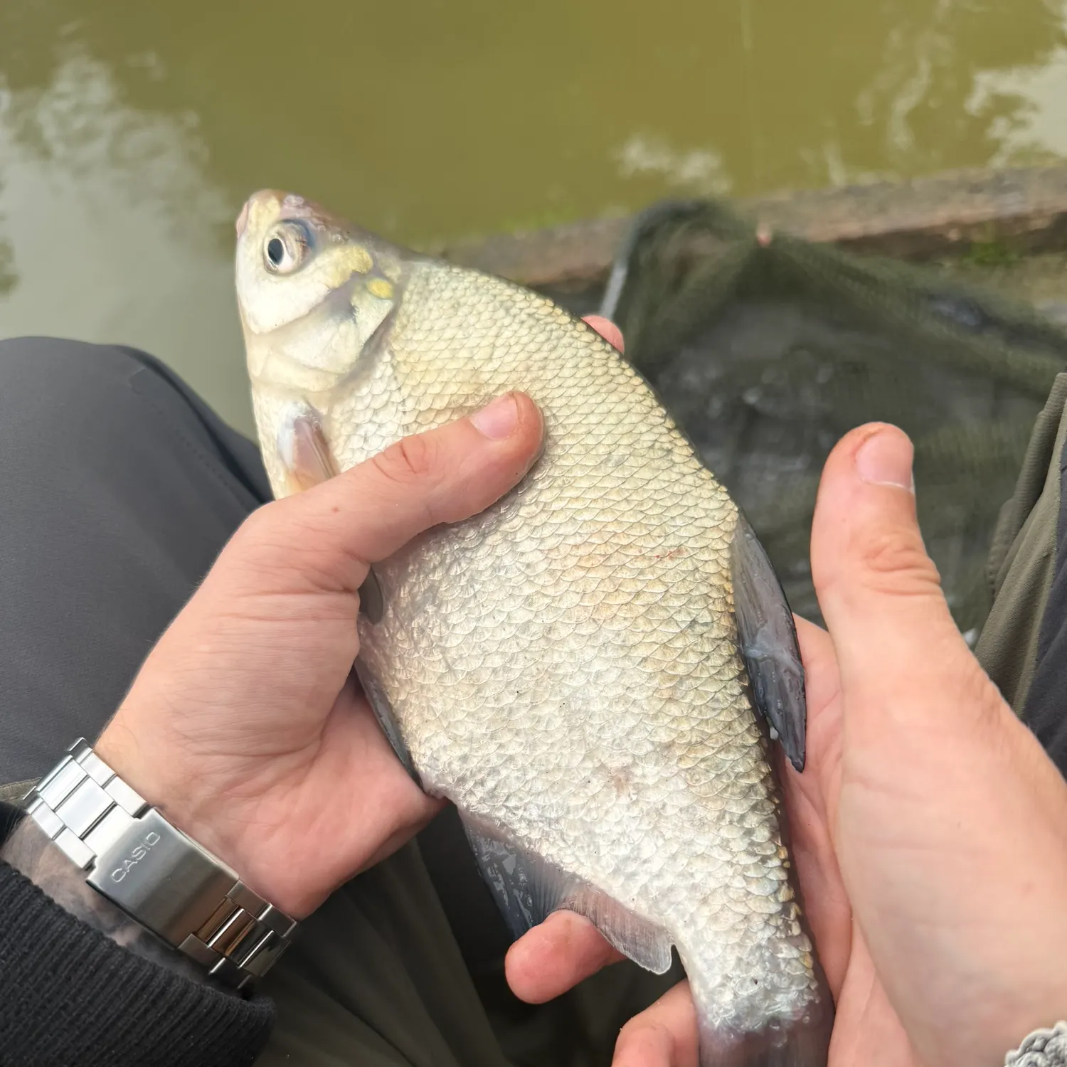The most recent Common bream catches on Fishbrain