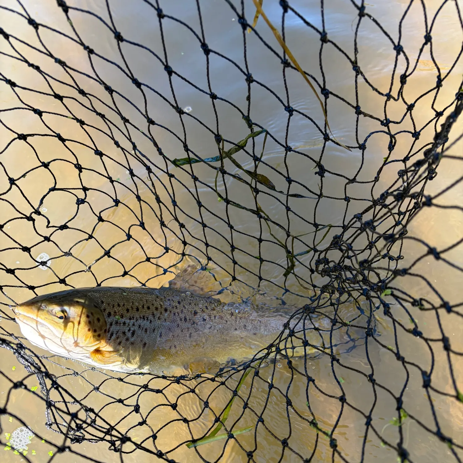 Brown trout caught on Fishbrain