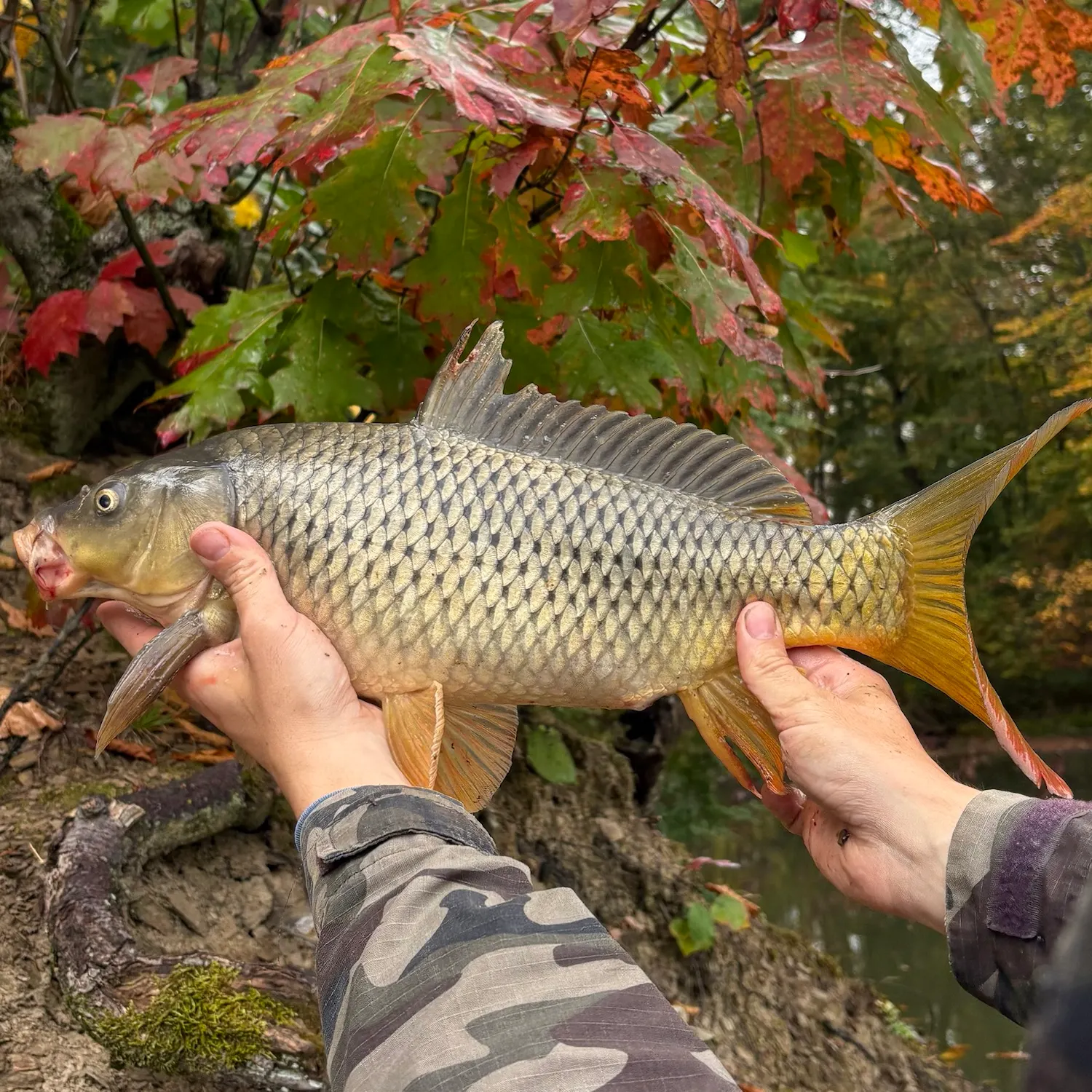 Common carp caught on Fishbrain