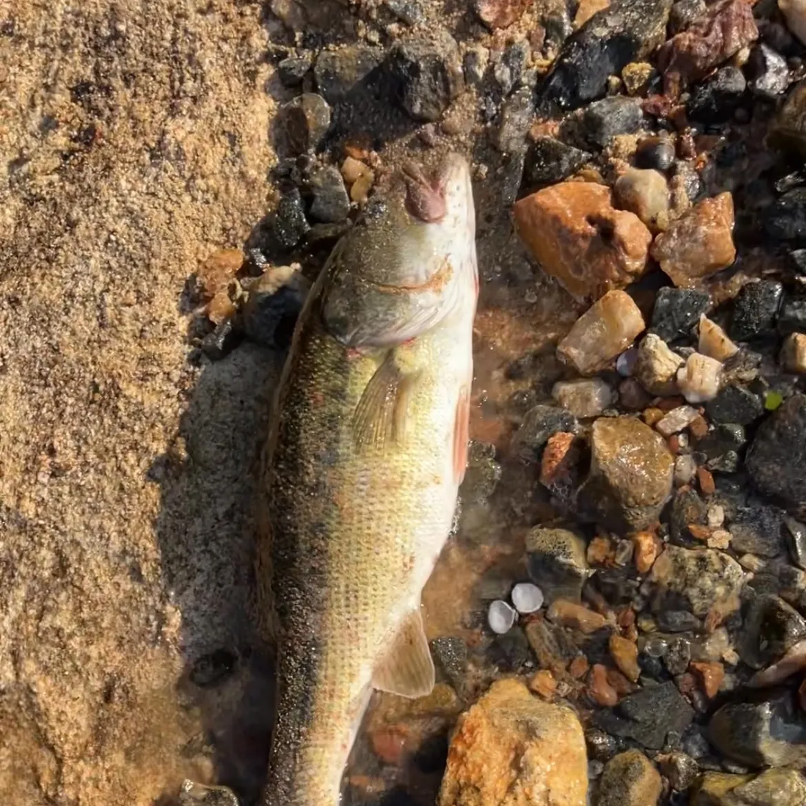 The most recent Spotted bass catches on Fishbrain